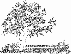 John Austen - Five Black Cousins