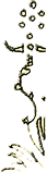 Flower Signature