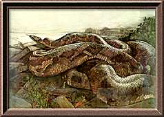 Charles Maurice Detmold - Kaa the Python