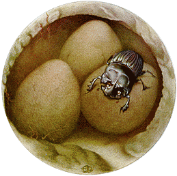 Edward Julius Detmold - Fabre's Book of Insects