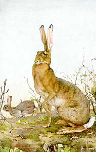 Edward Julius Detmold - Penrose Annual 1924