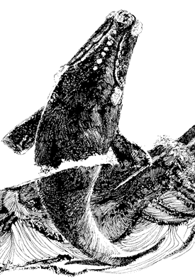 Drawing of a southern right whale breaching.