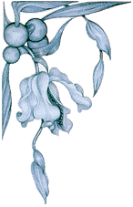 Mel Odom - decoration